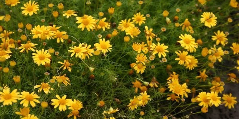 ANTHEMIS tinctoria - Camomille des teinturiers