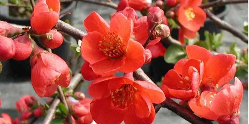 CHAENOMELES superba 'Nicoline' - Cognassier du Japon Rouge 'Nicoline'