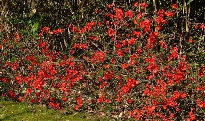 CHAENOMELES superba 'Nicoline' - Cognassier du Japon Rouge 'Nicoline'