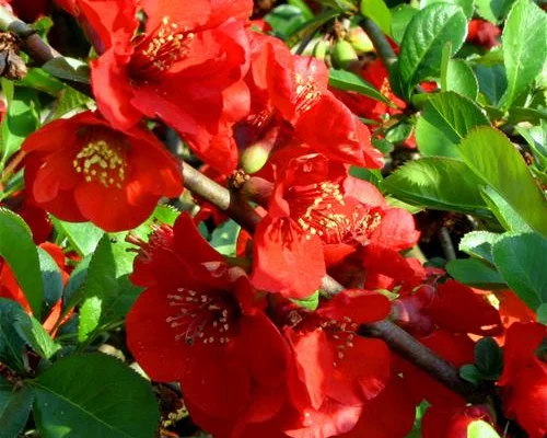 CHAENOMELES superba 'Nicoline' - Cognassier du Japon Rouge 'Nicoline'