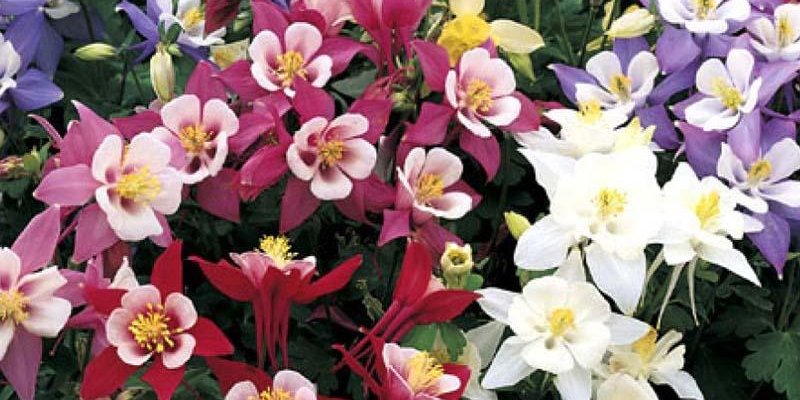 AQUILEGIA 'Dragonfly' - Ancolie