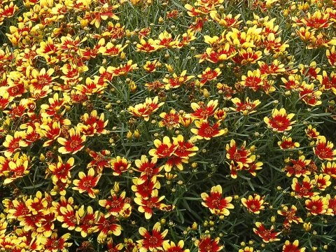 COREOPSIS 'Honeybunch Red and Gold' - Coréopsis verticillé