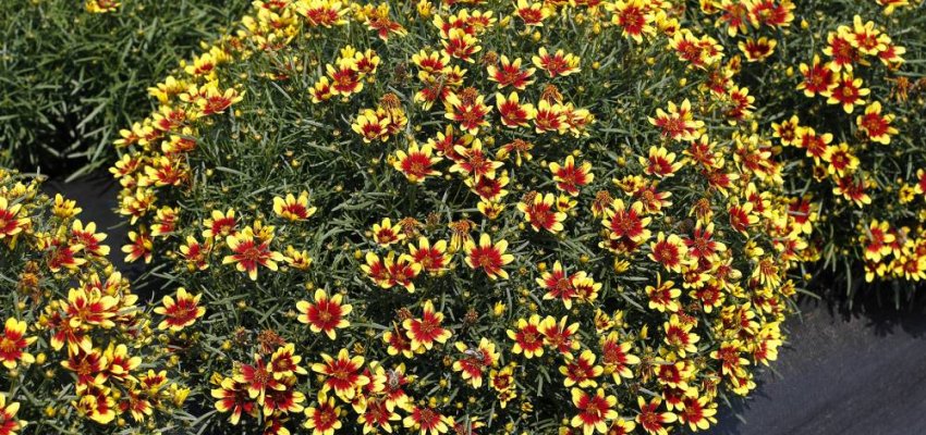 COREOPSIS 'Honeybunch Red and Gold' - Coréopsis verticillé