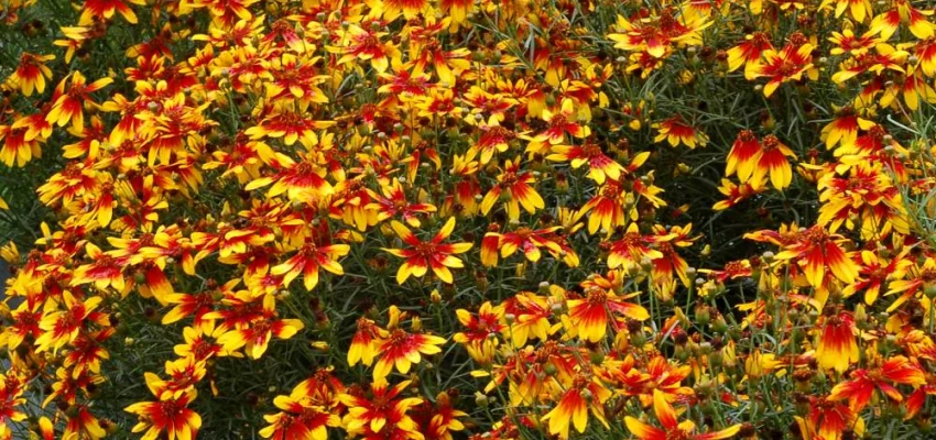 COREOPSIS 'Lightning Bug' - Coréopsis verticillé