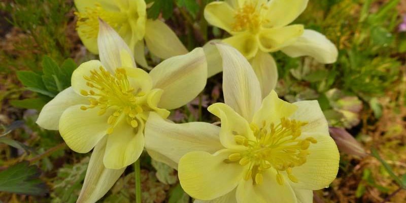 AQUILEGIA chrysantha 'Yellow Queen' - Ancolie à fleurs jaunes