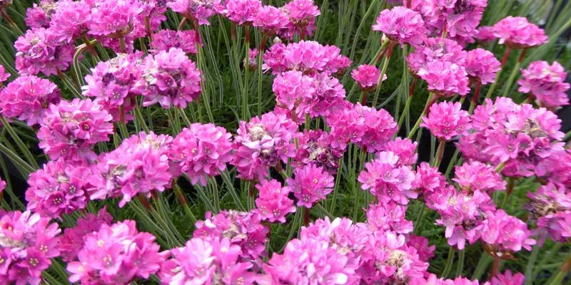 ARMERIA maritima 'Düsseldorfer Stolz' - Gazon d'Espagne 'Düsseldorfer Stolz'