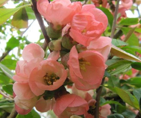 CHAENOMELES superba 'Pink Lady' - Cognassier du Japon rose