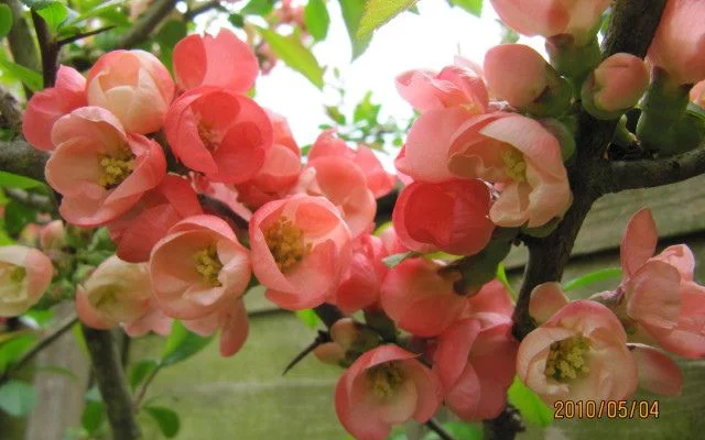 CHAENOMELES superba 'Pink Lady' - Cognassier du Japon rose