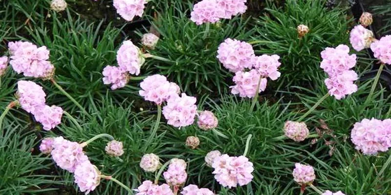 ARMERIA maritima 'Rosea compacta' - Gazon d'Espagne 'Rosea'