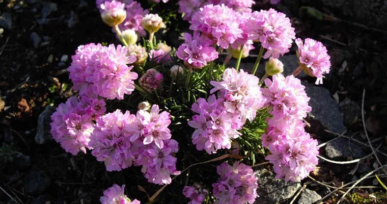 ARMERIA maritima 'Rosea compacta' - Gazon d'Espagne 'Rosea'