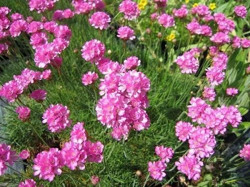 ARMERIA maritima 'Rosea compacta' - Gazon d'Espagne 'Rosea'