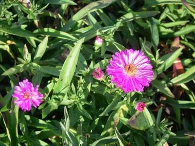 ASTER dumosus 'Alice Haslam'