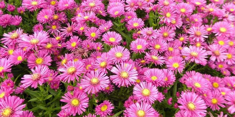 ASTER dumosus 'Jenny'