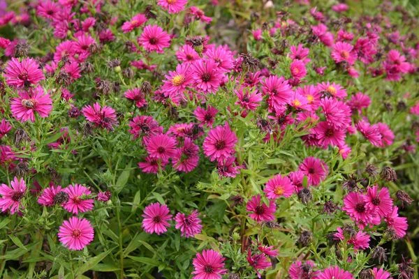 ASTER dumosus 'Jenny'