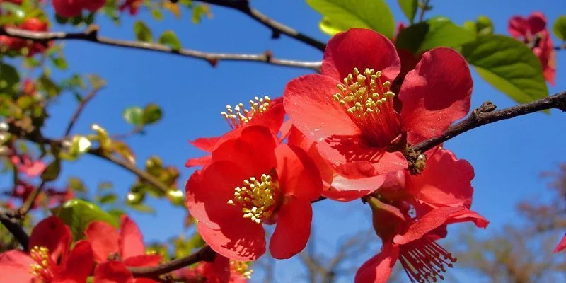 CHAENOMELES superba 'Vermillon' - Cognassier du Japon rouge orangé 'Vermillon'