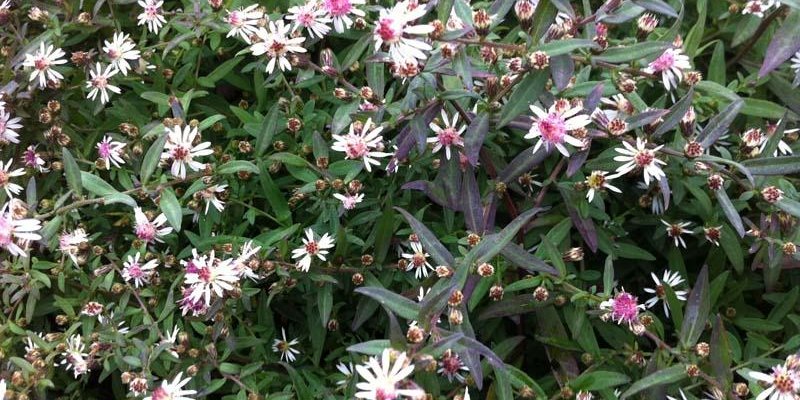 ASTER lateriflorus 'Lady in Black'