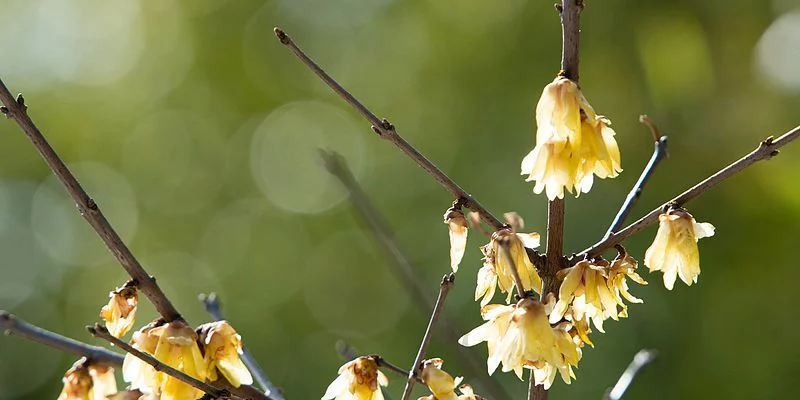 CHIMONANTHUS praecox - Chimonanthe précoce parfumée