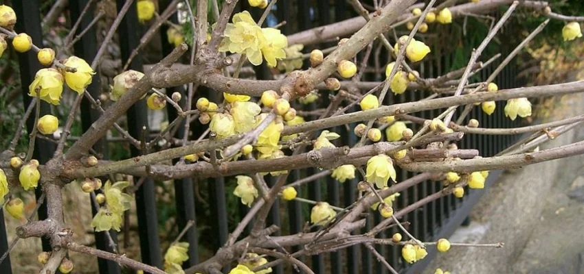 CHIMONANTHUS praecox - Chimonanthe précoce parfumée