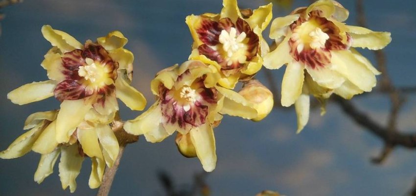 CHIMONANTHUS praecox - Chimonanthe précoce parfumée