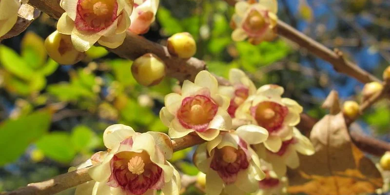 CHIMONANTHUS praecox - Chimonanthe précoce parfumée