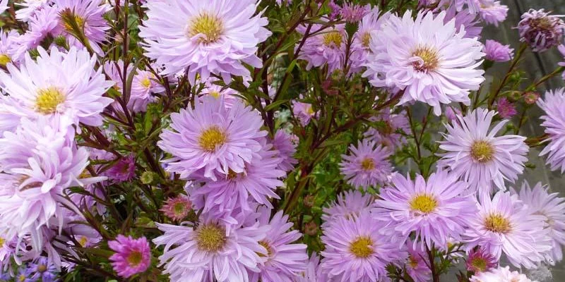 ASTER novi-belgii 'Fellowship' - Aster d'automne