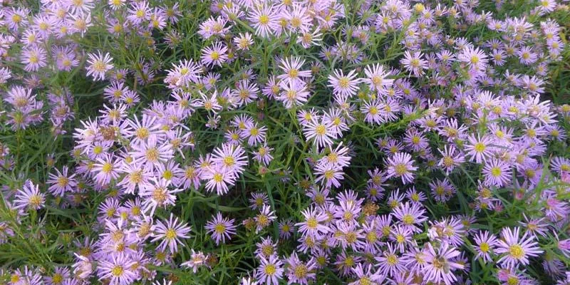 ASTER ericoides 'Pink Star'