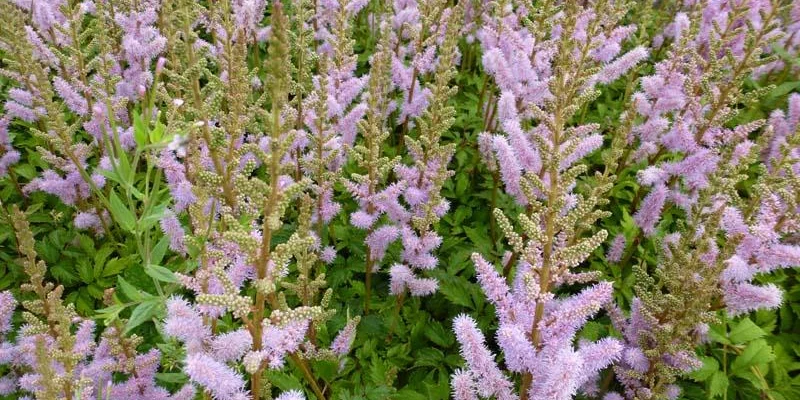 ASTILBE chinensis 'Pumila' - Astilbe de Chine