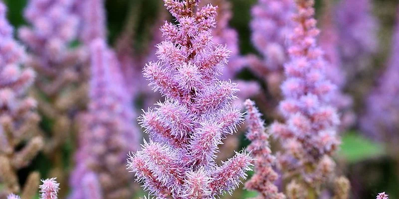 ASTILBE chinensis 'Pumila' - Astilbe de Chine