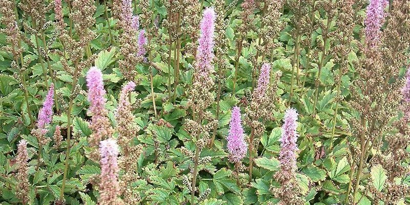 ASTILBE chinensis 'Pumila' - Astilbe de Chine