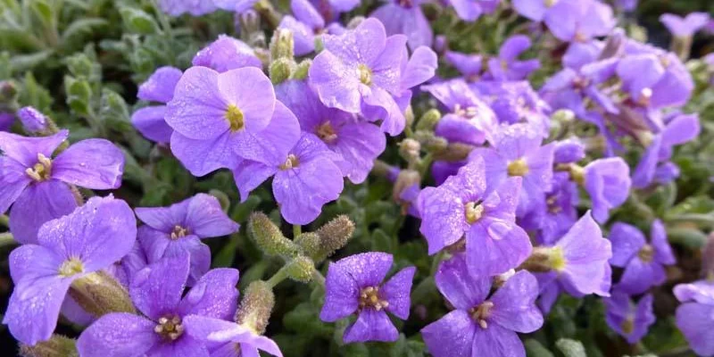 AUBRIETE 'Cascade Blue' - Aubriète à fleurs bleu