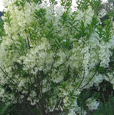 CHIONANTHUS virginicus