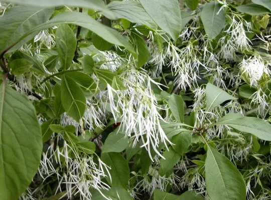 CHIONANTHUS virginicus