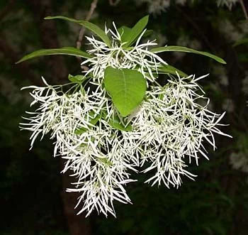 CHIONANTHUS virginicus