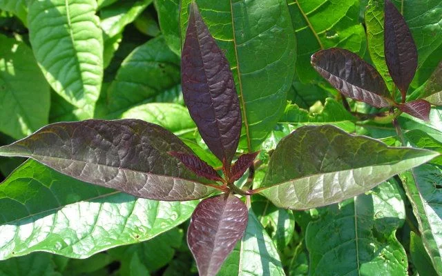 CHIONANTHUS virginicus