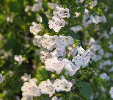 CALAMINTHA nepeta - Petit calament