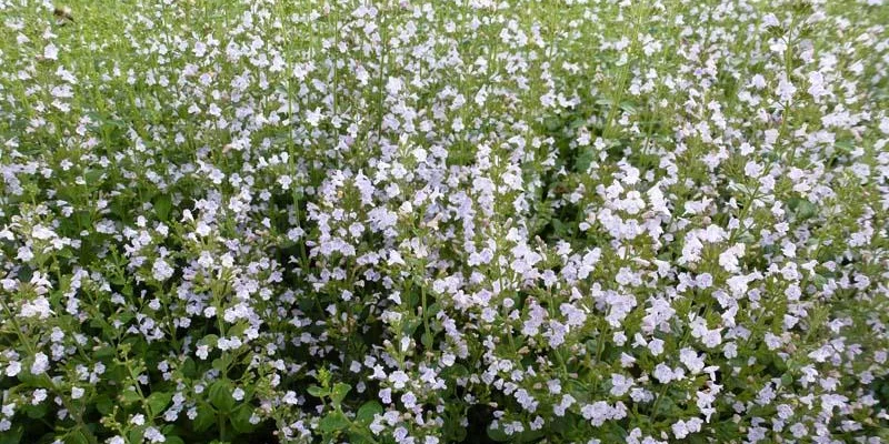 CALAMINTHA nepeta - Petit calament