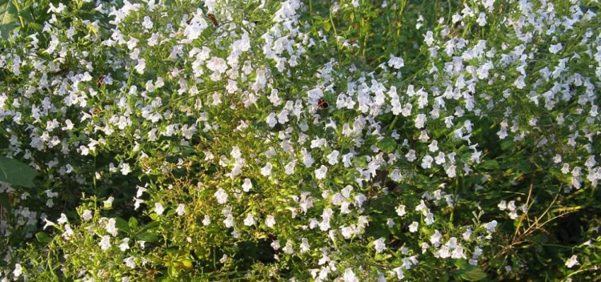 CALAMINTHA nepeta - Petit calament