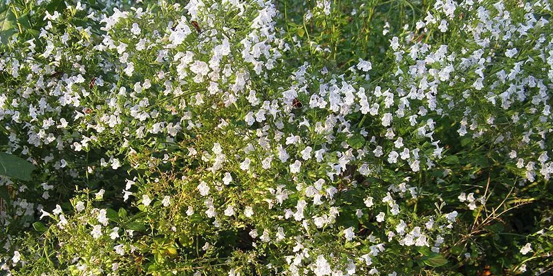 CALAMINTHA nepeta - Petit calament