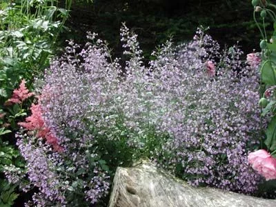 CALAMINTHA nepeta - Petit calament