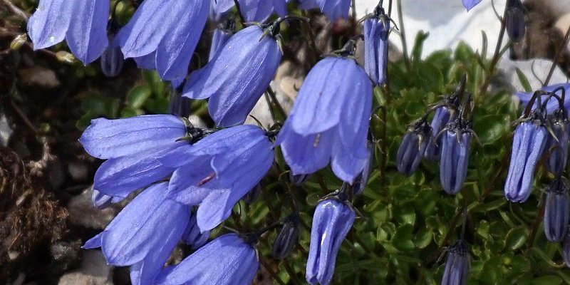 CAMPANULA cochleariifolia 'Blue' - Campanule fluette