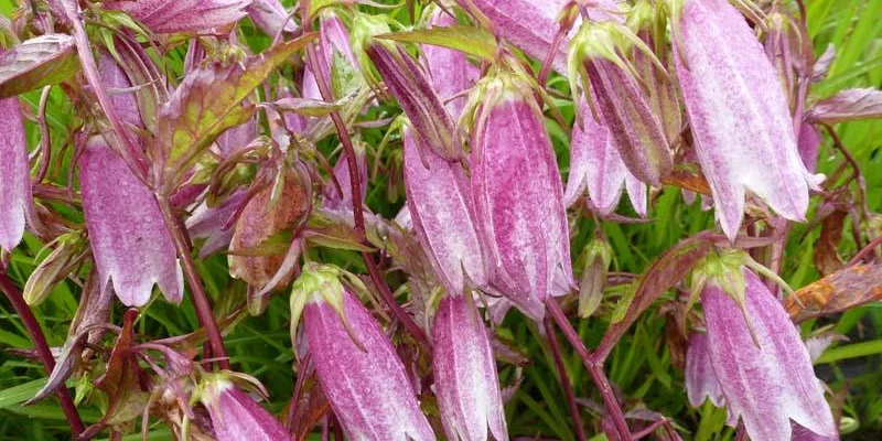 CAMPANULA takesimana 'Elisabeth' - Campanule