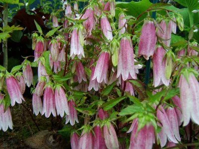 CAMPANULA takesimana 'Elisabeth' - Campanule