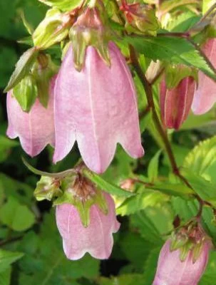 CAMPANULA takesimana 'Elisabeth' - Campanule