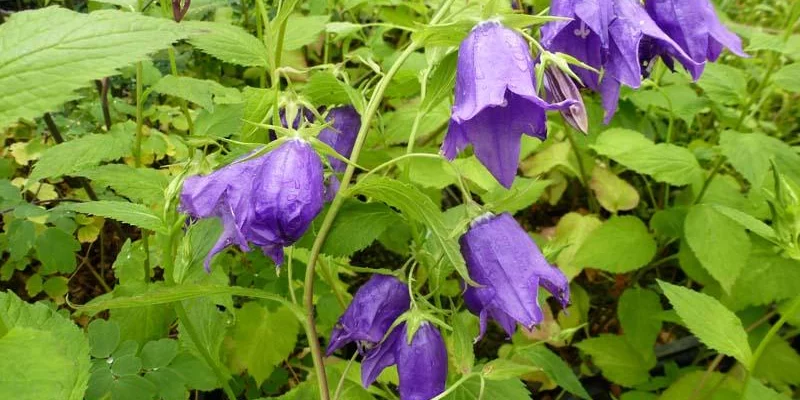 CAMPANULA 'Kent Belle' - Campanule