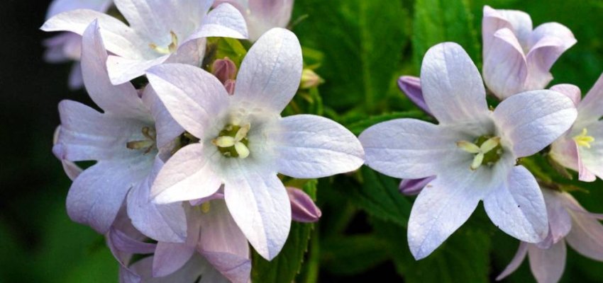CAMPANULA lactiflora 'Loddon Anna' - Campanules à fleurs laiteuses