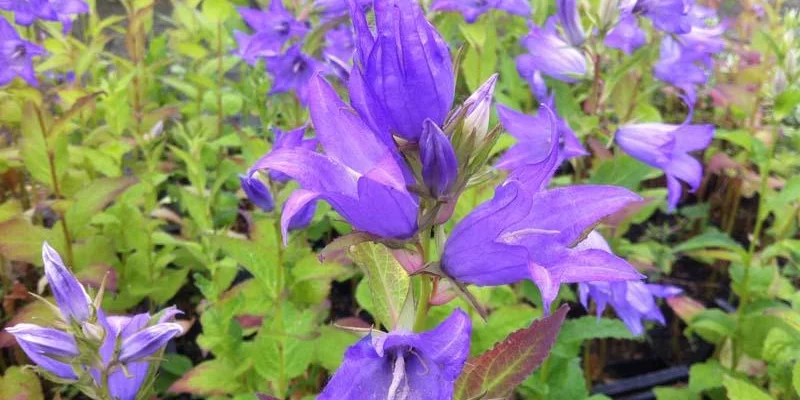 CAMPANULA latifolia 'Macrantha' - Campanule à feuilles larges