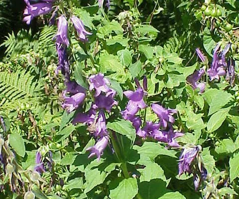 CAMPANULA latifolia 'Macrantha' - Campanule à feuilles larges