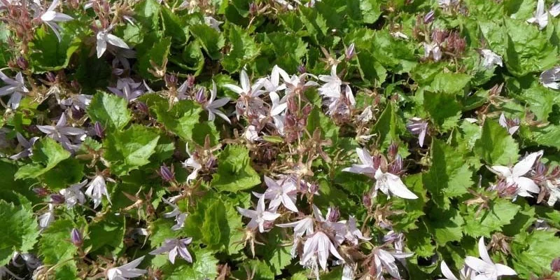 CAMPANULA poscharskyana 'Lisduggan Variety'