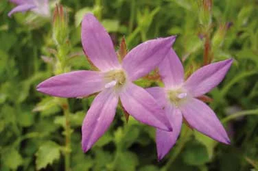 CAMPANULA poscharskyana 'Lisduggan Variety'