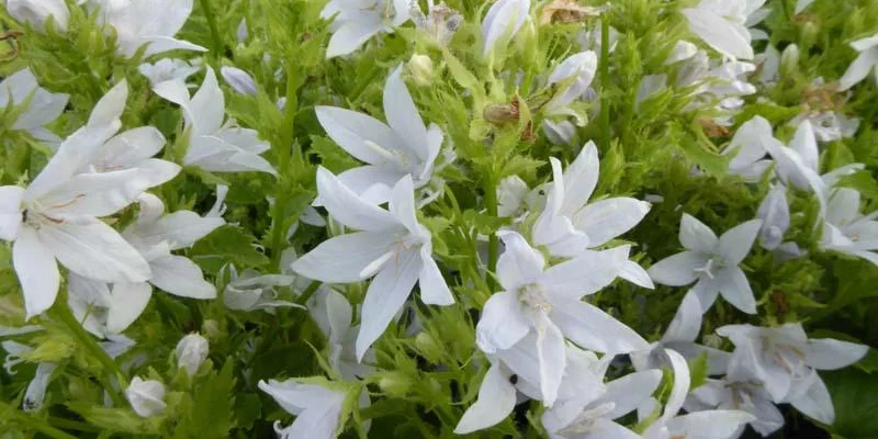 CAMPANULA poscharskyana 'E. H. Frost' - Campanule des murs